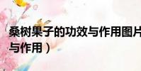 桑樹果子的功效與作用圖片(桑樹果子的功效與作用)