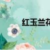 紅玉蘭花語是什么（紅玉蘭花語）