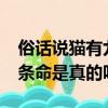 俗話說貓有九條命是真的嗎?（俗話說貓有九條命是真的嗎）