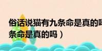 俗話說貓有九條命是真的嗎?(俗話說貓有九條命是真的嗎)