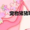 寵物豬豬取什么名字好?（寵物豬豬）