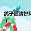 鴿子眼睛好壞圖片對比（鴿子眼睛好壞分析圖）