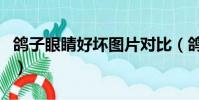 鴿子眼睛好壞圖片對比(鴿子眼睛好壞分析圖)