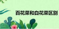 百花菜和白花菜區別(百花菜)