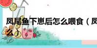 鳳尾魚下崽后怎么喂食(鳳尾魚下崽前注意什么)