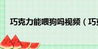 巧克力能喂狗嗎視頻(巧克力能喂狗嗎)