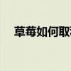草莓如何取種子播種（草莓種子怎么取）