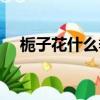 梔子花什么季節開（梔子花有幾種顏色）