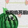 狗狗臨死前的15個征兆（狗狗不吃不喝能活幾天）