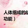 人體組成的結構層次是什么（人體組成和結構功能）