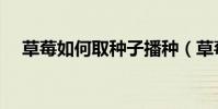 草莓如何取種子播種(草莓種子怎么取)