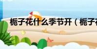 梔子花什么季節開(梔子花有幾種顏色)
