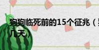 狗狗臨死前的15個征兆(狗狗不吃不喝能活幾天)
