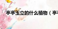 亭亭玉立的什么植物(亭亭玉立的什么)