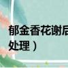 郁金香花謝后還會開花嗎（郁金香花謝后怎么處理）