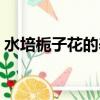 水培梔子花的養殖方法（梔子花的養殖方法）