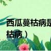 西瓜蔓枯病是真菌引起還是細菌引起（西瓜蔓枯病）