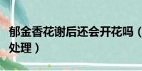 郁金香花謝后還會開花嗎(郁金香花謝后怎么處理)