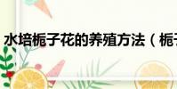 水培梔子花的養殖方法(梔子花的養殖方法)
