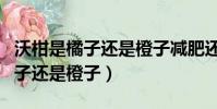 沃柑是橘子還是橙子減肥還是增肥(沃柑是橘子還是橙子)
