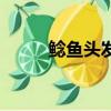 鯰魚頭發型女學生（鯰魚頭發型）