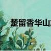 楚留香華山加點推薦（楚留香華山加點）