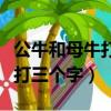 公牛和母牛打三個字哪個綜藝說過（公牛母牛打三個字）