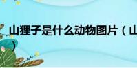 山貍子是什么動物圖片(山貍子到底有多邪性)