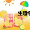 生殖細胞是什么（生殖細胞）