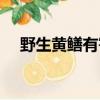 野生黃鱔有寄生蟲嗎（黃鱔有寄生蟲嗎）