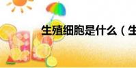 生殖細胞是什么(生殖細胞)