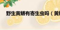 野生黃鱔有寄生蟲嗎(黃鱔有寄生蟲嗎)