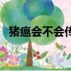 豬瘟會不會傳染人類（豬瘟會不會傳染人）