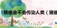 豬瘟會不會傳染人類(豬瘟會不會傳染人)