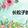 長松子的松樹叫什么松樹（長松）