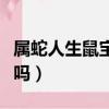 屬蛇人生鼠寶寶犯沖嗎（屬蛇生個鼠寶寶相克嗎）