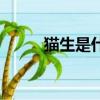 貓生是什么意思（貓生打一成語）