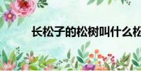 長松子的松樹叫什么松樹(長松)