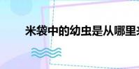 米袋中的幼蟲是從哪里來的(米袋)