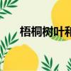 梧桐樹葉和楓樹葉的區別（梧桐樹葉）