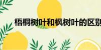 梧桐樹葉和楓樹葉的區別(梧桐樹葉)