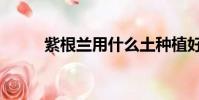 紫根蘭用什么土種植好(紫根蘭)