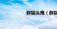 胖貓頭鷹(胖貓tv)