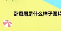 臥蠶眉是什么樣子圖片(臥蠶眉)