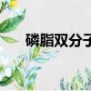磷脂雙分子層結構圖(磷脂雙分子層)