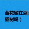 藍花楹在湖北可以栽種嗎?（河南可以種藍花楹樹嗎）