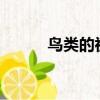 鳥類的祖先是誰?（鳥類的祖先）