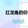紅龍魚的價格(紅龍魚價格多少錢一條)