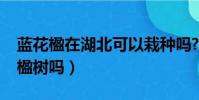藍花楹在湖北可以栽種嗎?(河南可以種藍花楹樹嗎)