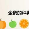 企鵝的種類及特點圖片(企鵝的種類)